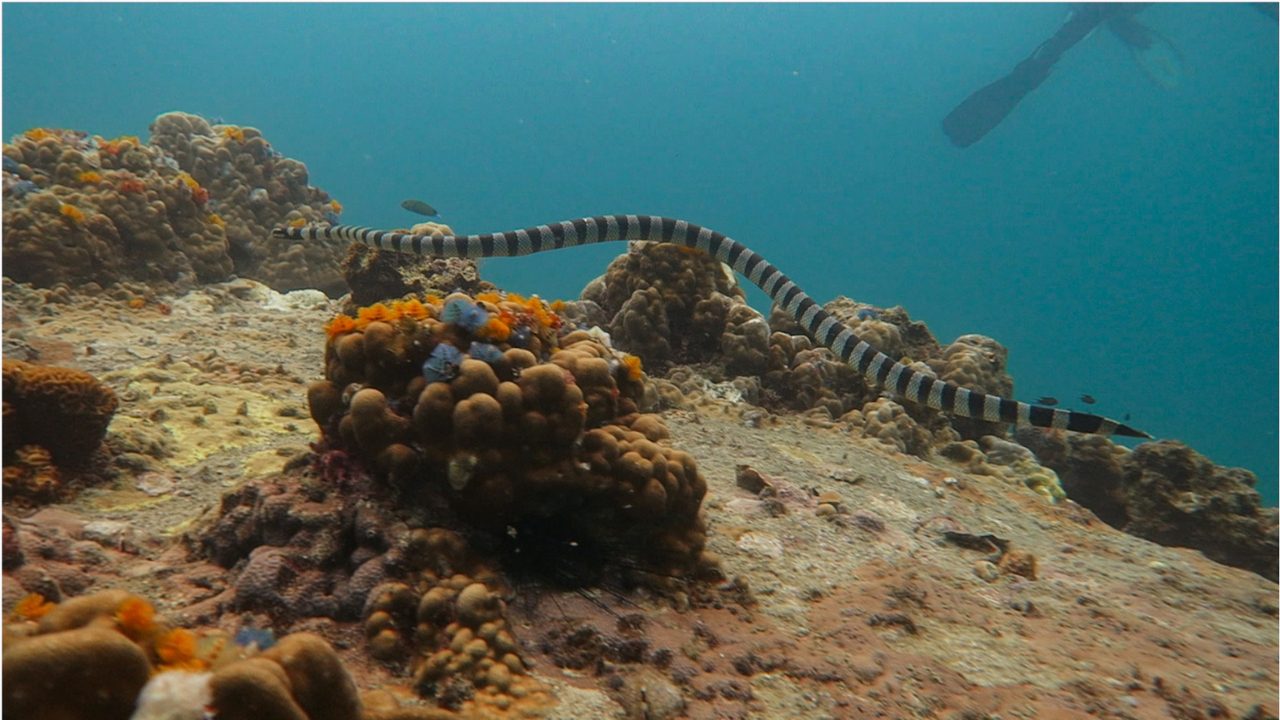 Banded Sea Krait underwater encounter