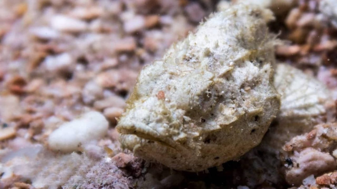 Bearded Scorpionfish camouflaged on reef