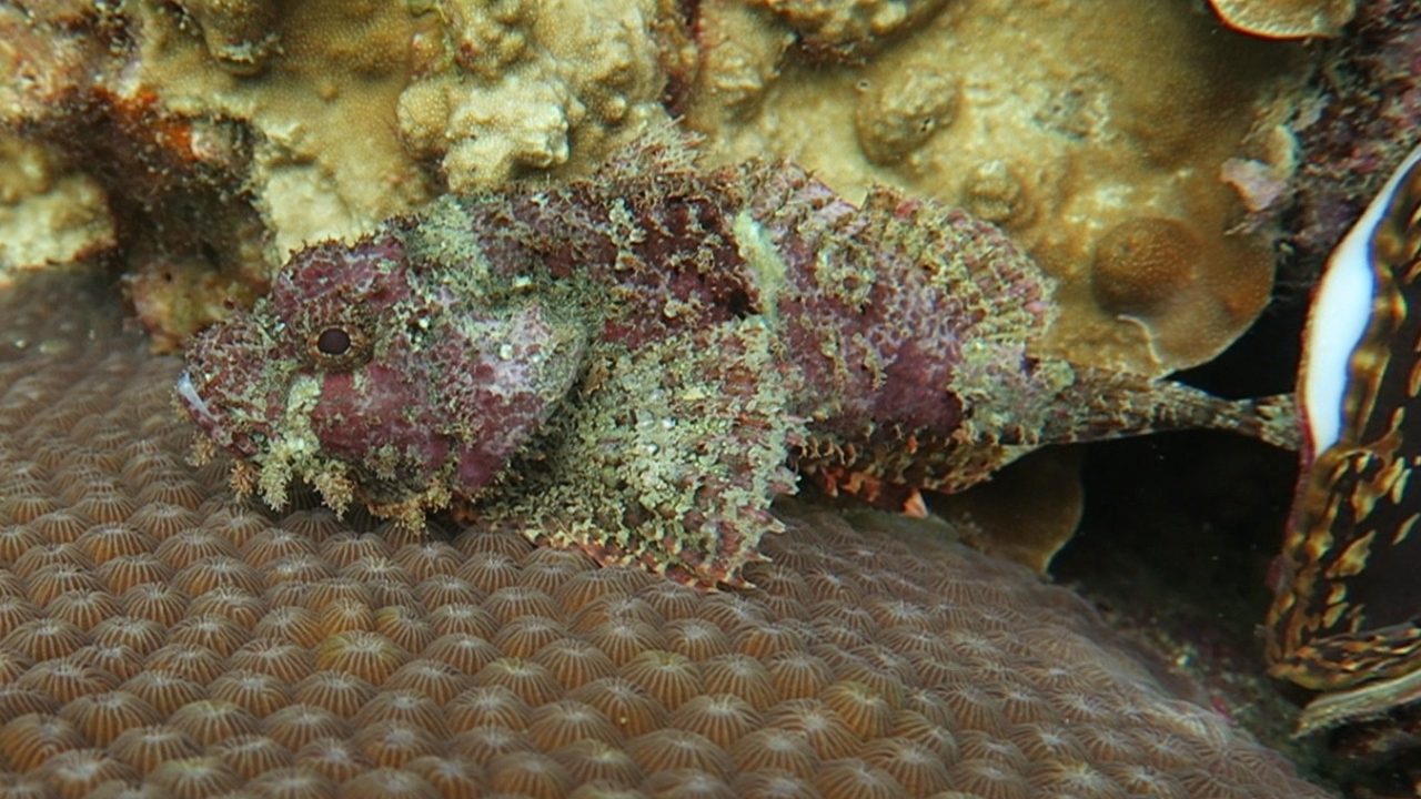 Scorpionfish hunting technique demonstration