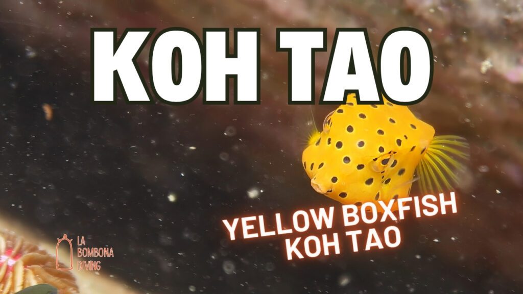 Yellow Boxfish Koh Tao