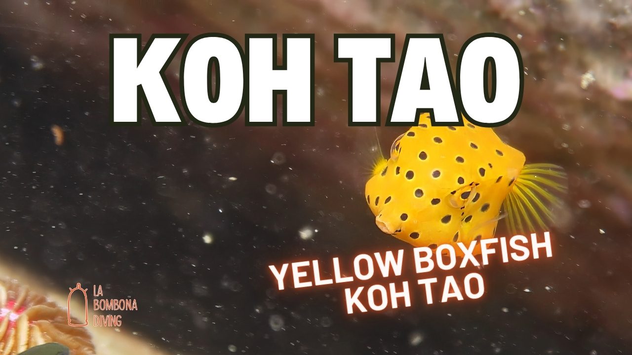 Yellow Boxfish Koh Tao