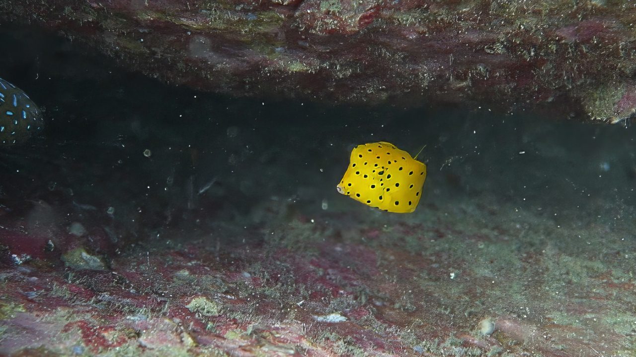 Yellow Boxfish in Koh Tao waters