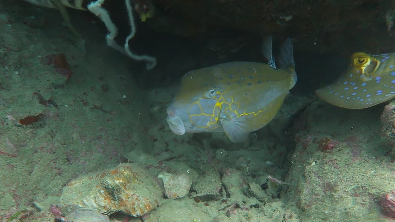 Diving at popular Koh Tao dive sites where Yellow Boxfish are found