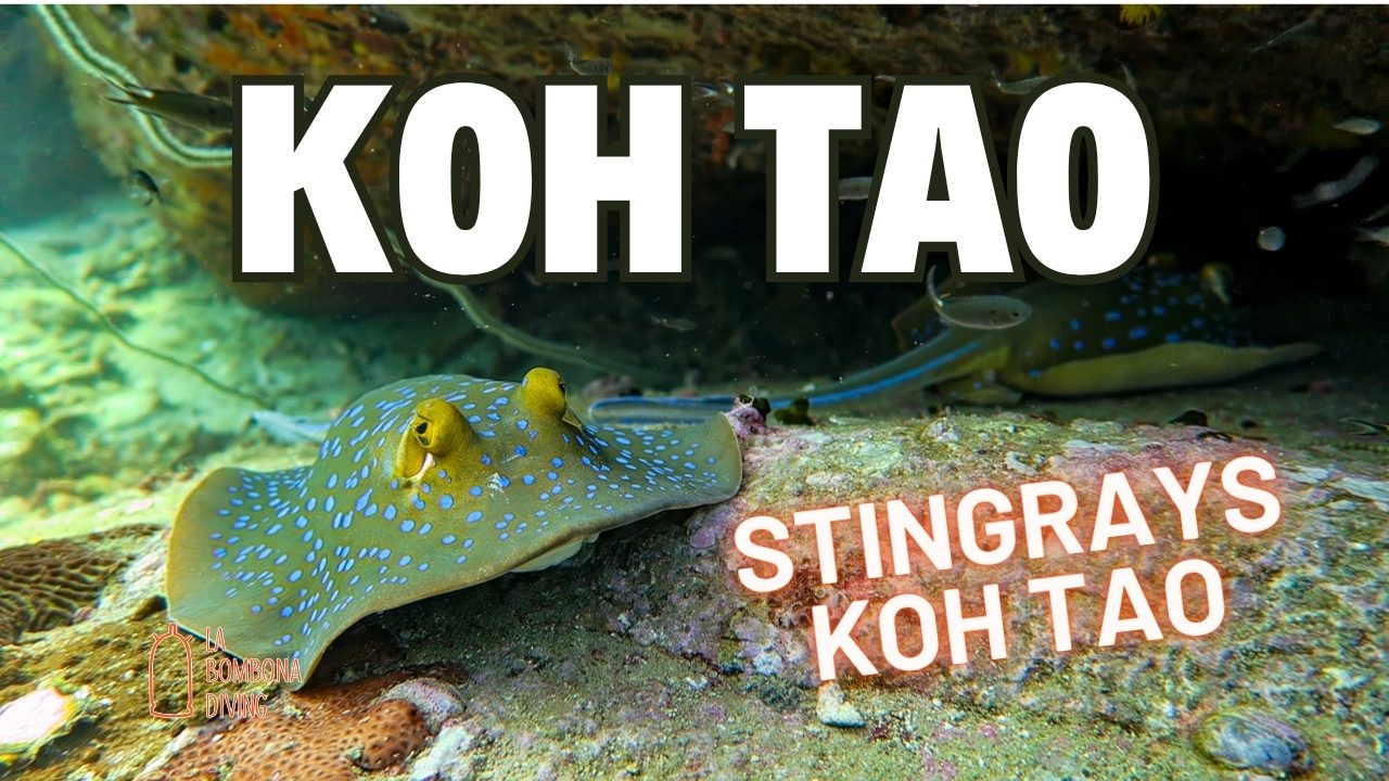 Stingrays Koh Tao