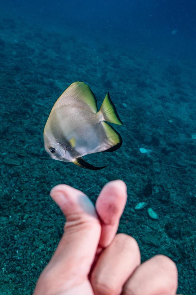 Batfish with heart sign fingers