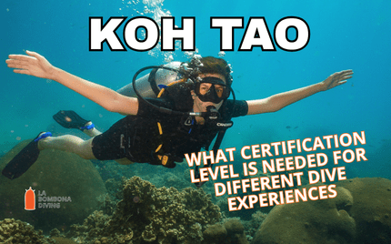 What Certification Level Is Needed for Different Dive Experiences