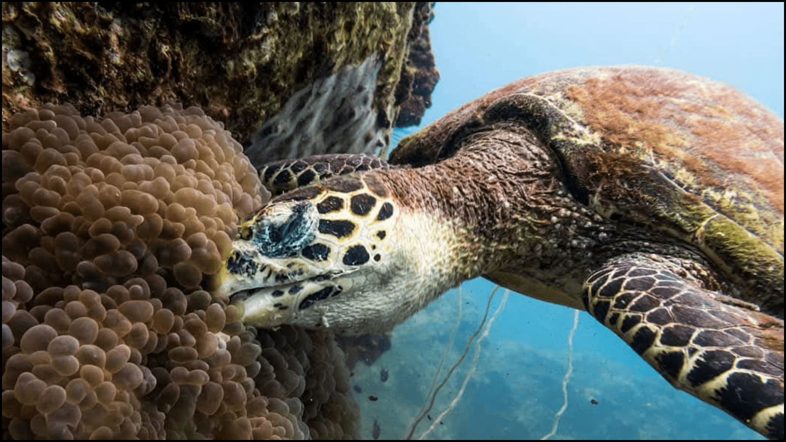 What Marine Life Can I Expect to See on My First Dive?