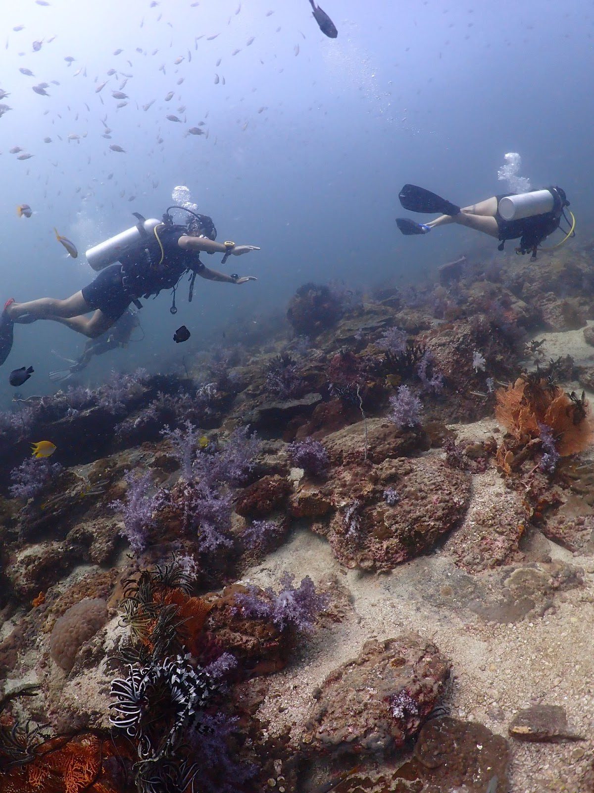 Underwater diving scene in Koh Tao
