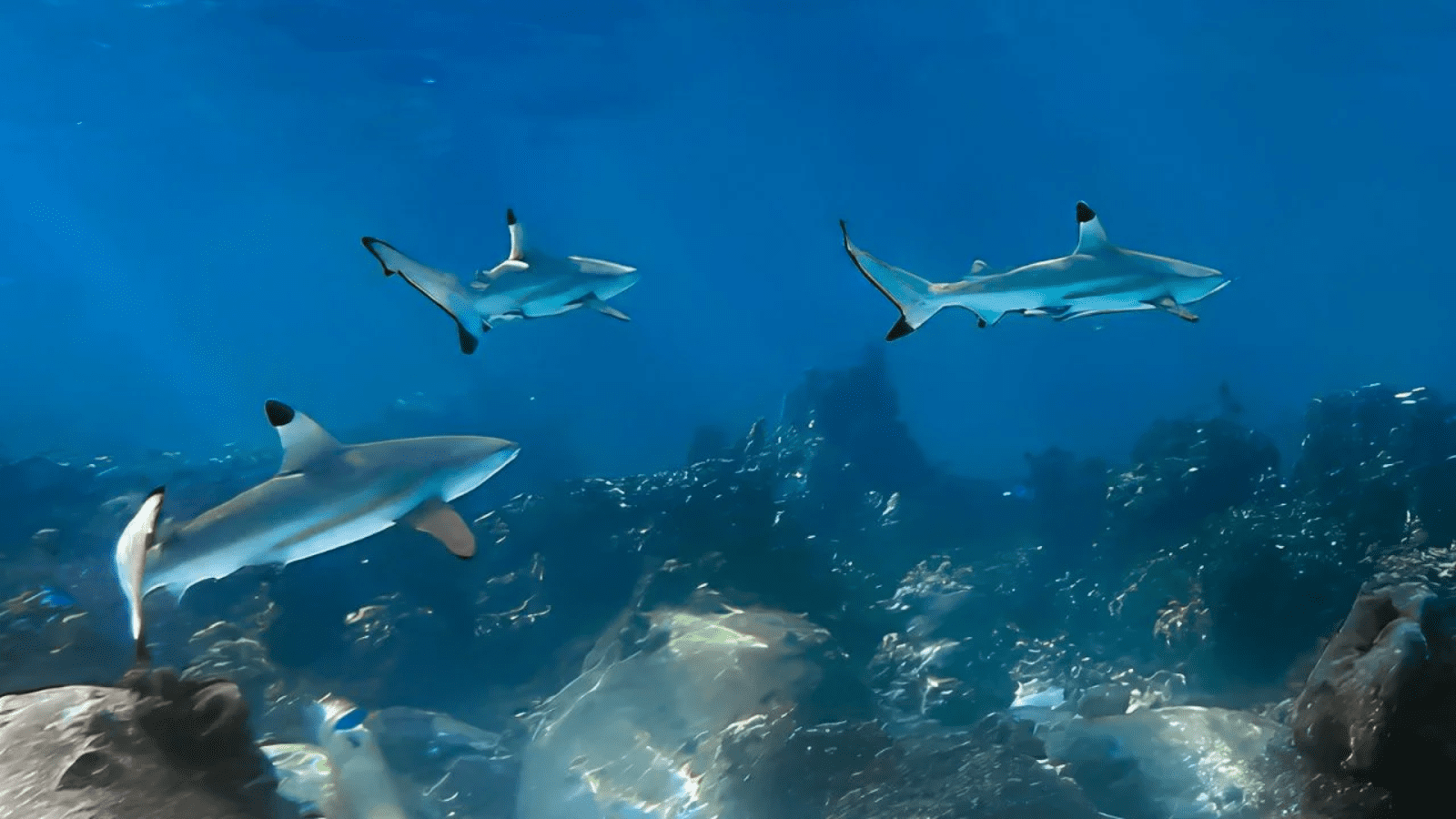 Blacktip reef shark moving around shallow water in Koh Tao