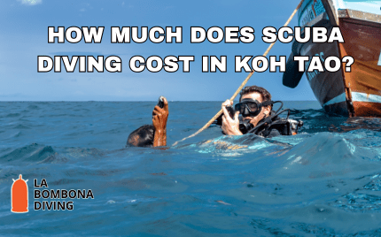 how much does scuba diving cost In koh tao