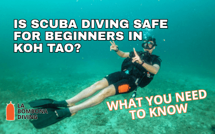 is scuba diving safe for beginners in koh tao