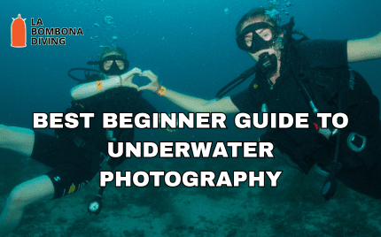 Best Beginner Guide To Underwater Photography