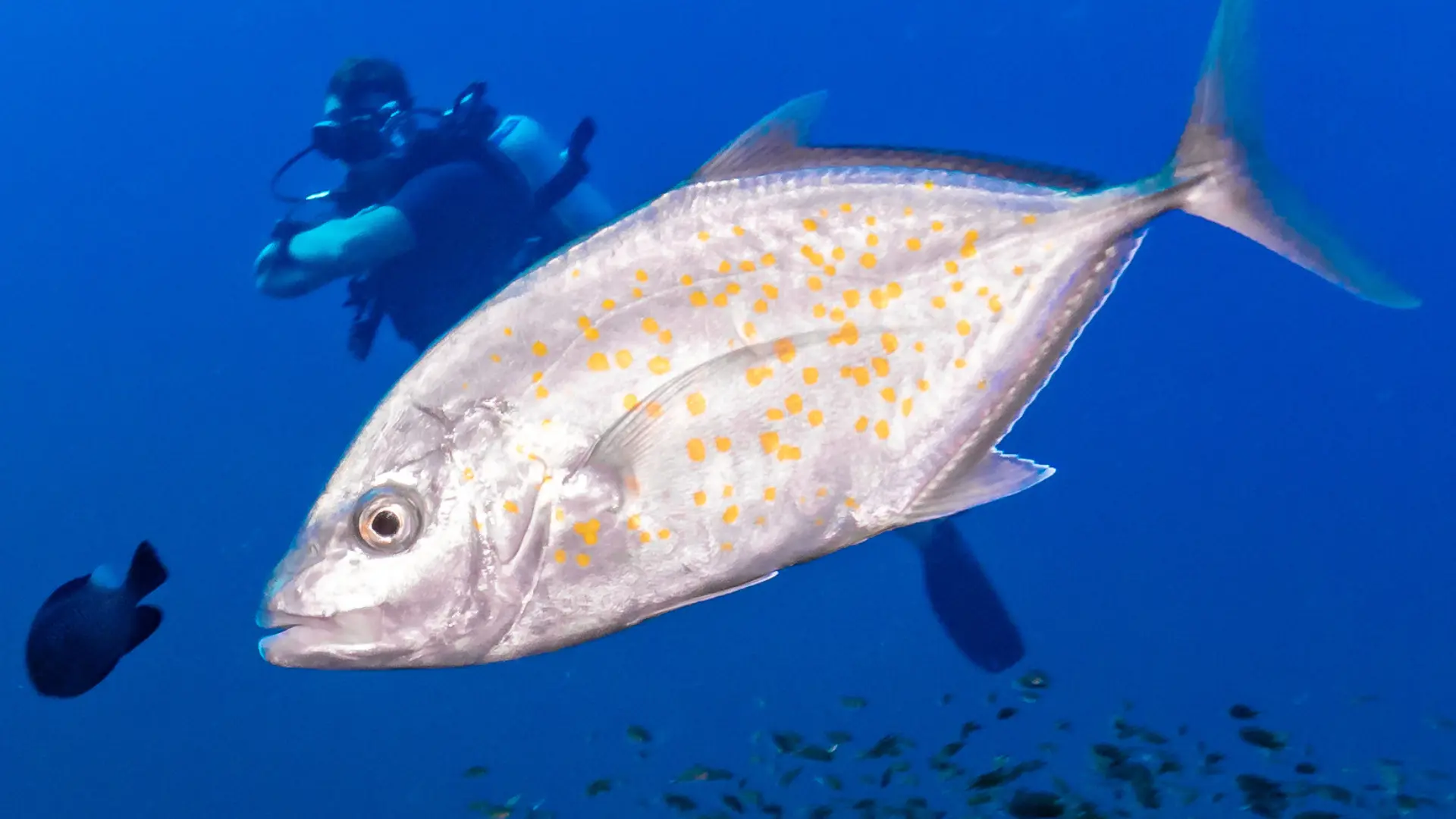 Professional capturing marine life