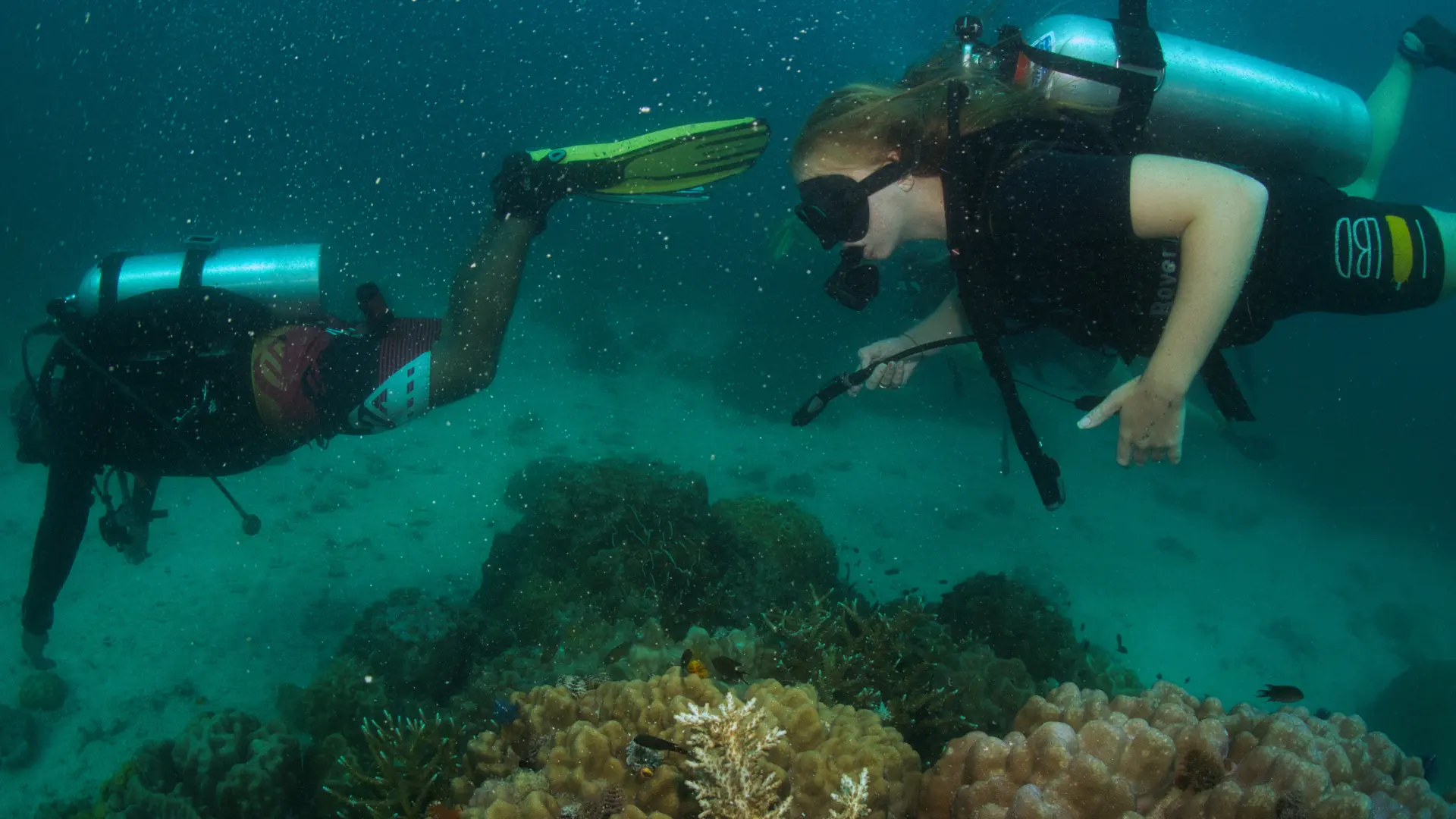 Underwater diving in Koh Tao