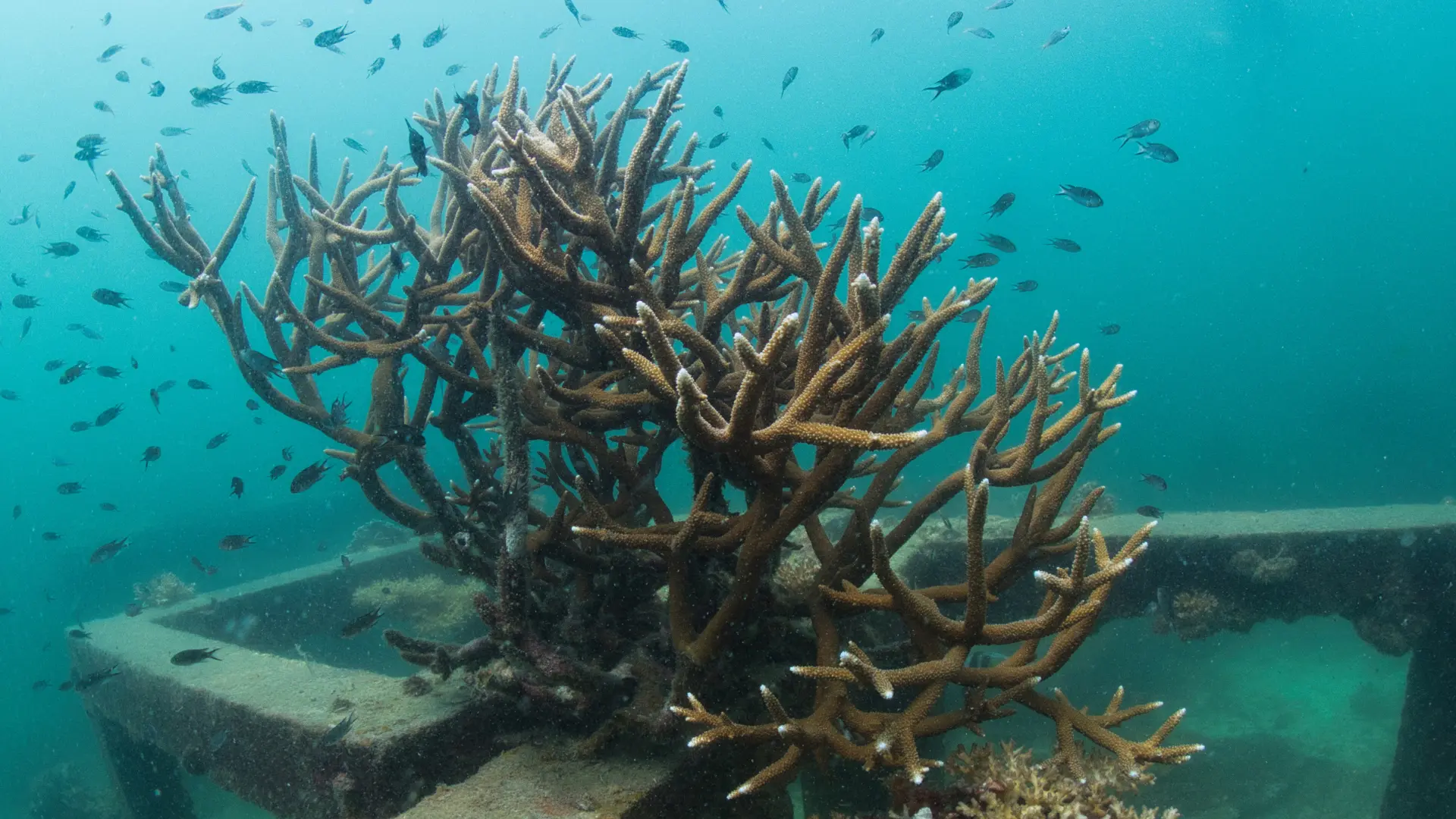 Underwater marine photography