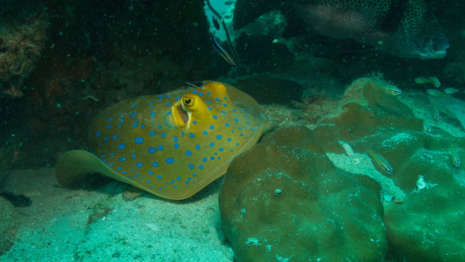Underwater photography in Koh Tao