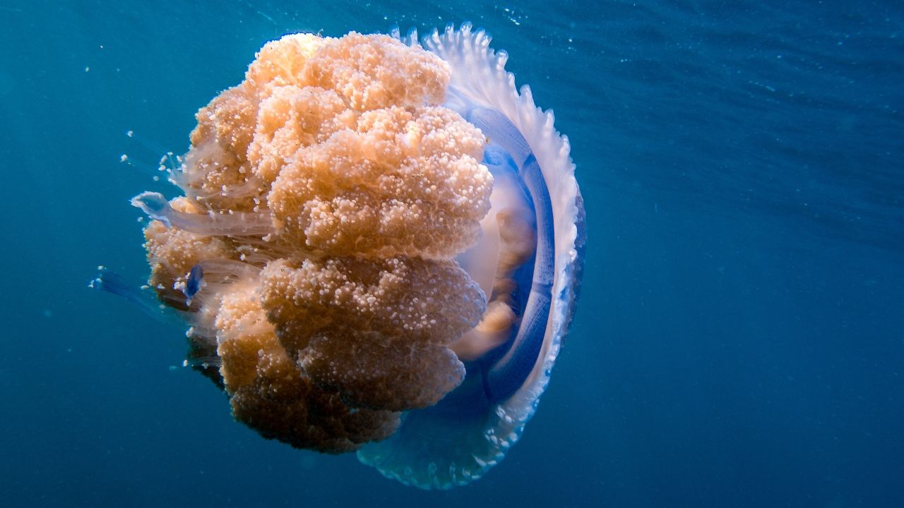 Medusas Koh Tao: Guía para visitantes aventureros de la isla