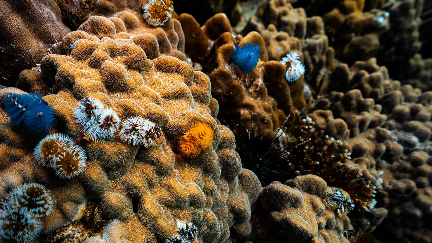 Marine Life At Night