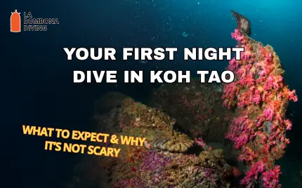 Your First Night Dive in Koh Tao: What to Expect & Why It’s Not Scary
