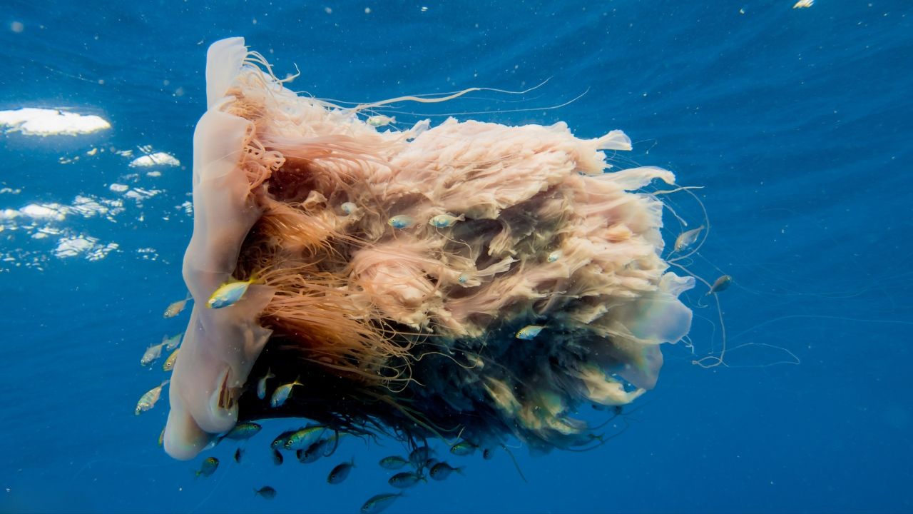Meet the Lion’s Mane Jellyfish: A Mesmerizing Sea Spectacle