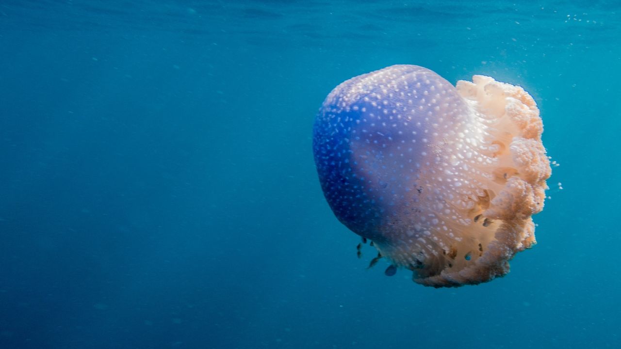 Medusas rizostomas: Los vagabundos pacíficos