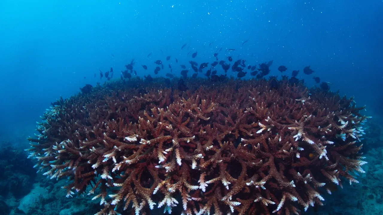 Shark Bay Snorkeling