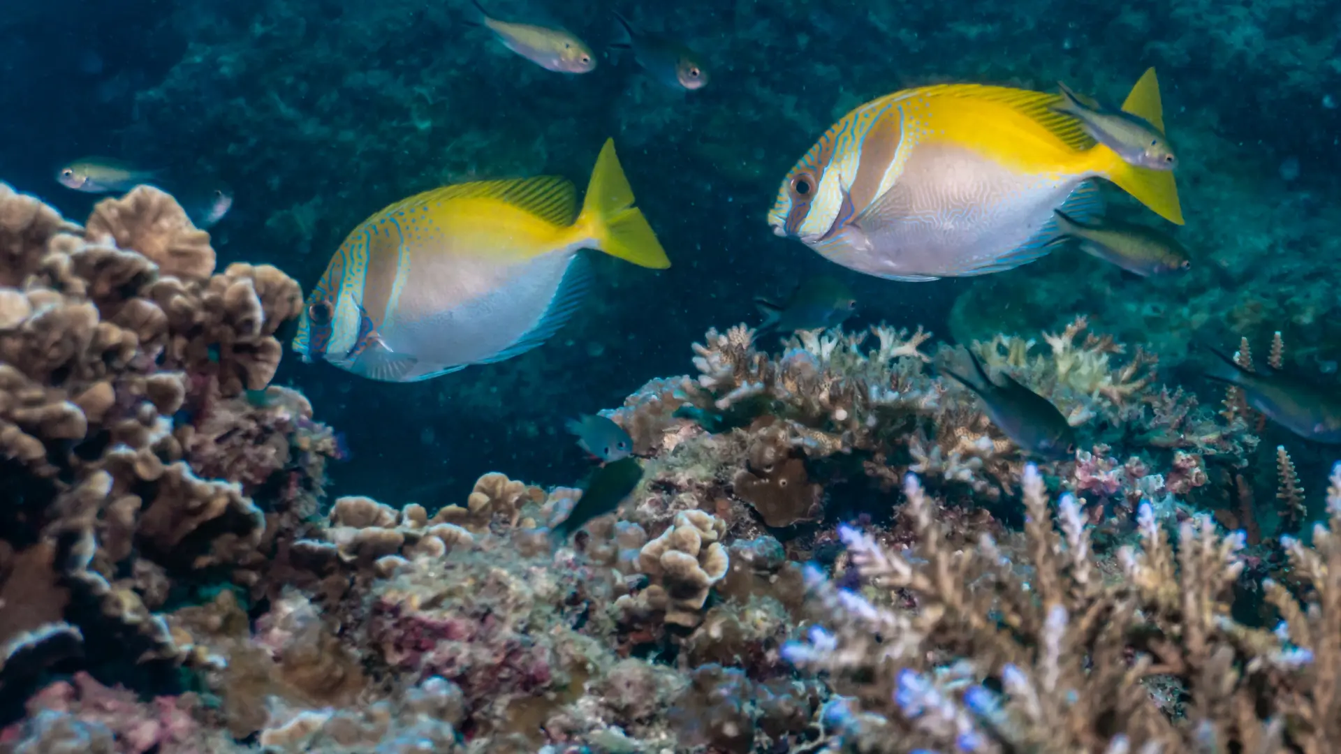 HTMS Hanhak Sattru Dive Site