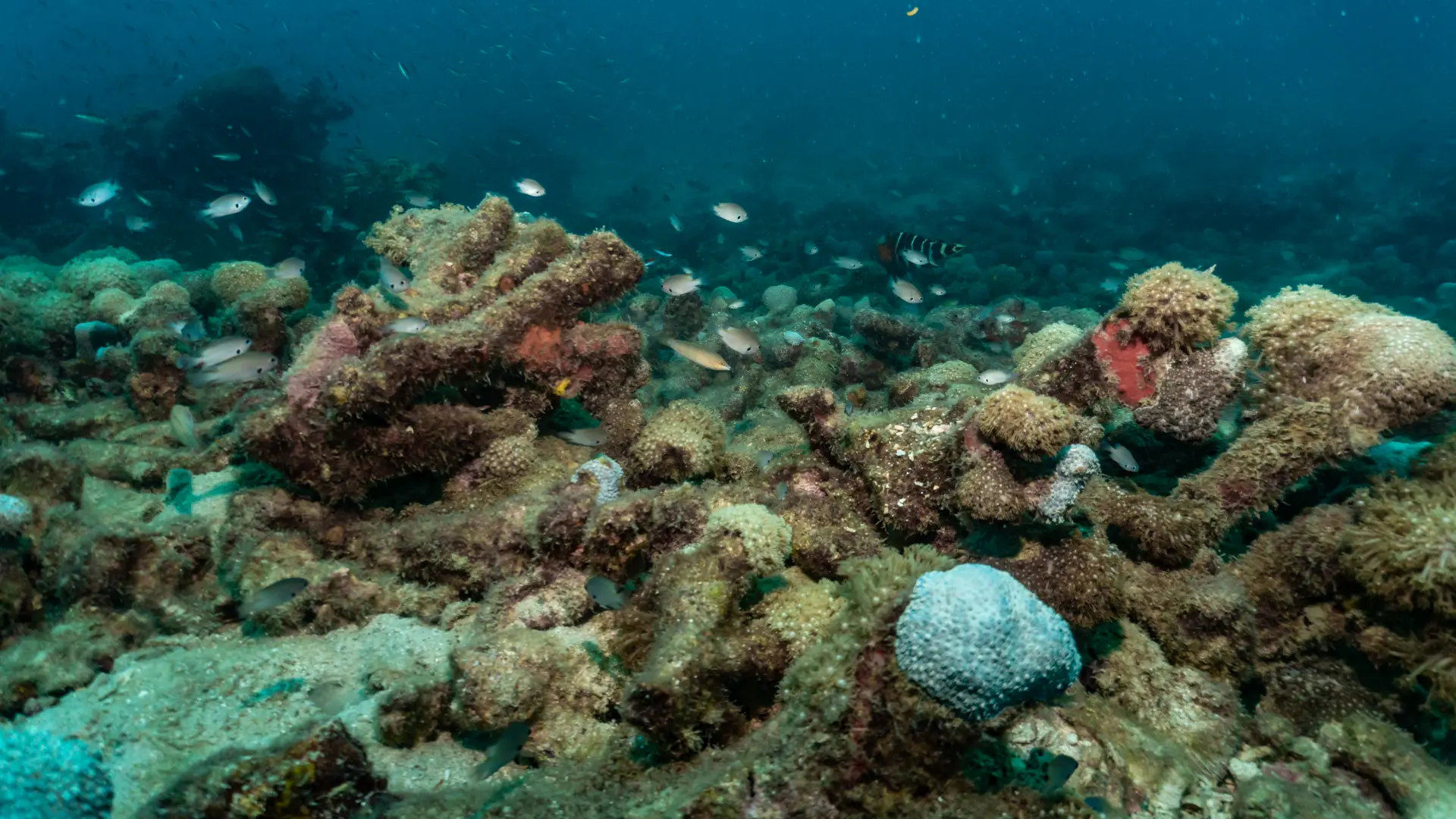 HTMS Suphairin Diving Site in Koh Tao