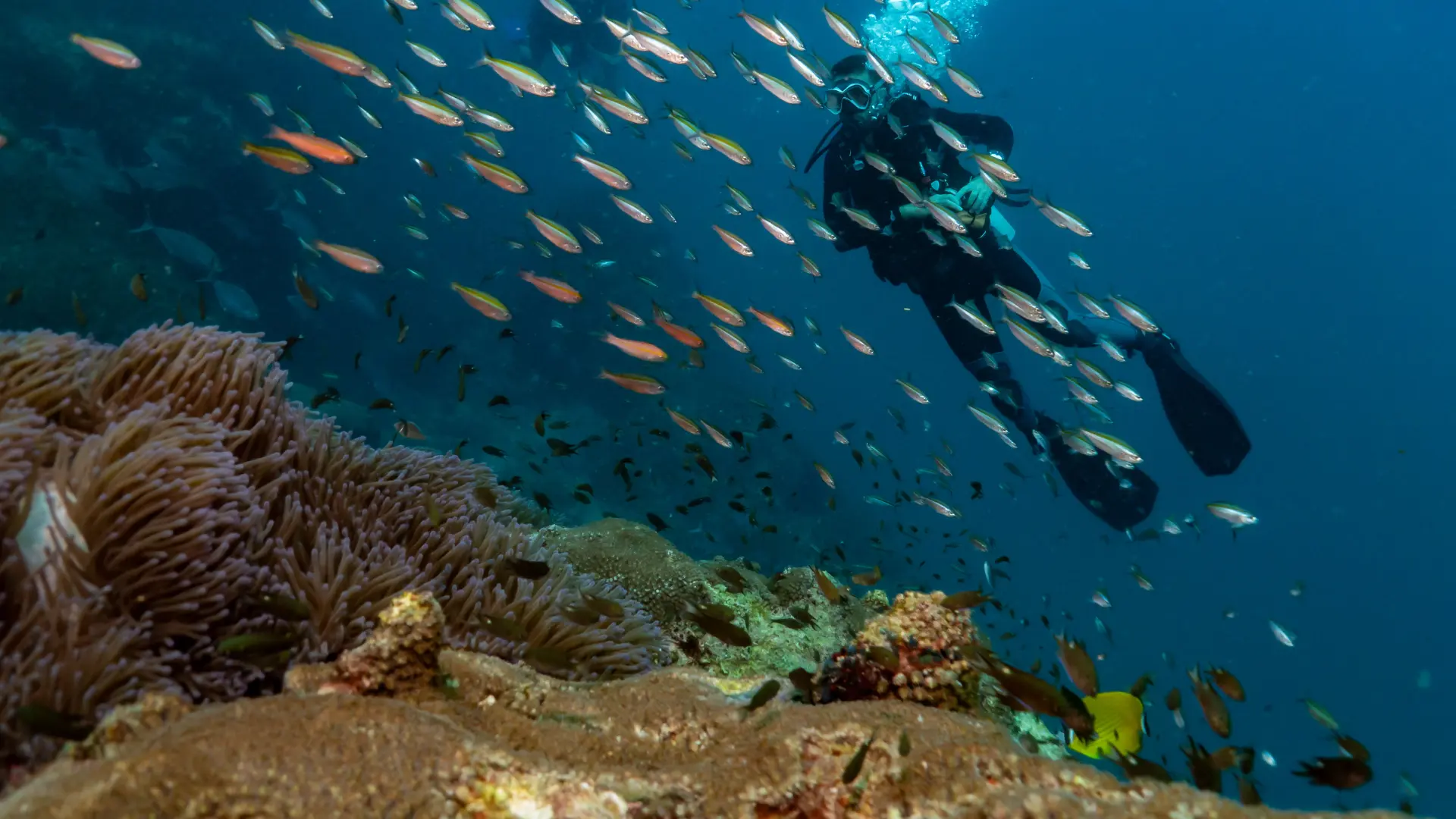 Sail Rock Diving Site in Koh Tao