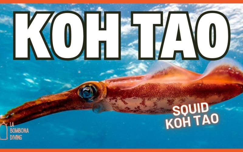 Open Water Thumbnail (1)