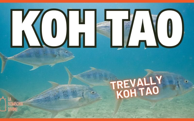 Open Water Thumbnail (1)