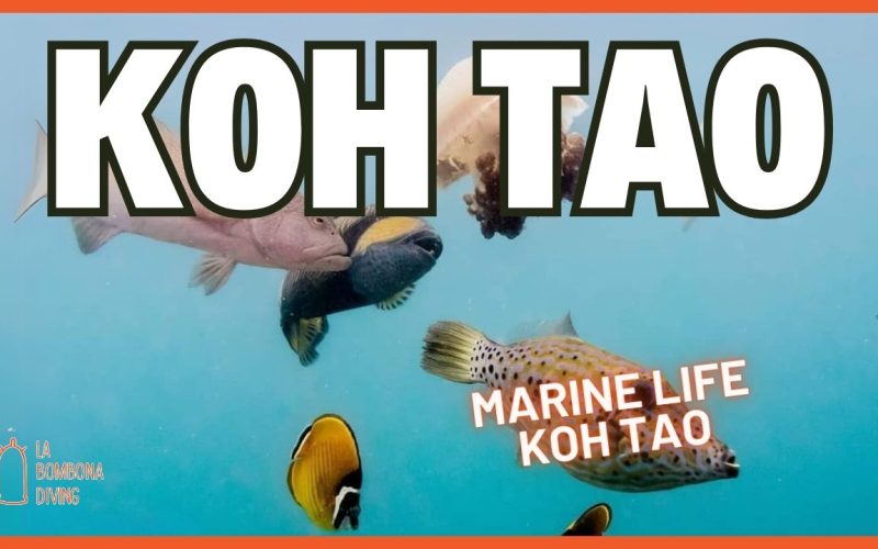 Open Water Thumbnail (1)