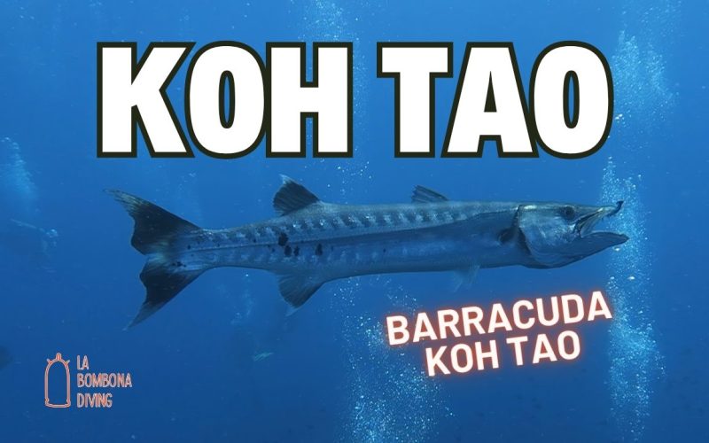 Barracuda Koh Tao