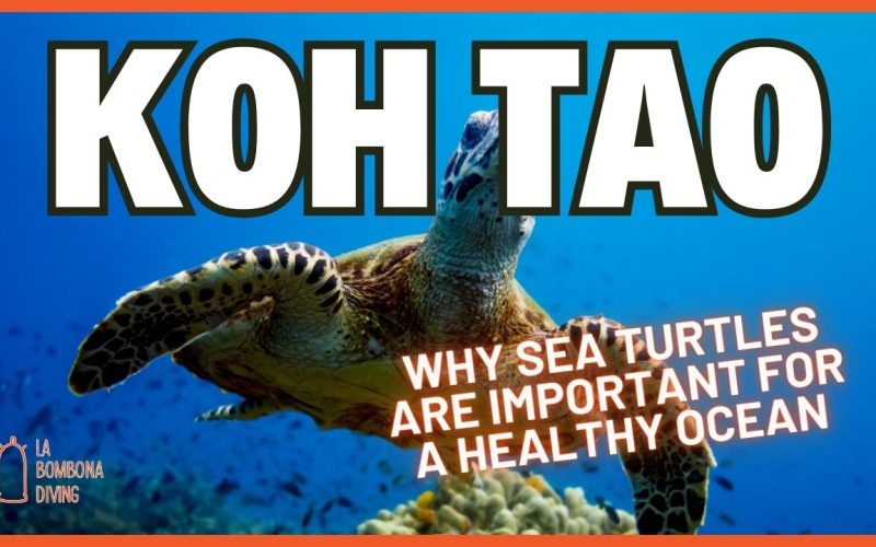 Open Water Thumbnail (1)