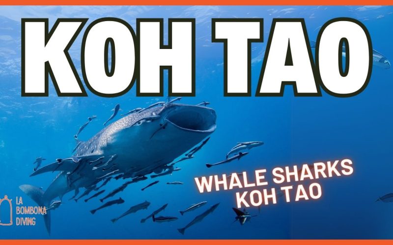 Open Water Thumbnail (1)