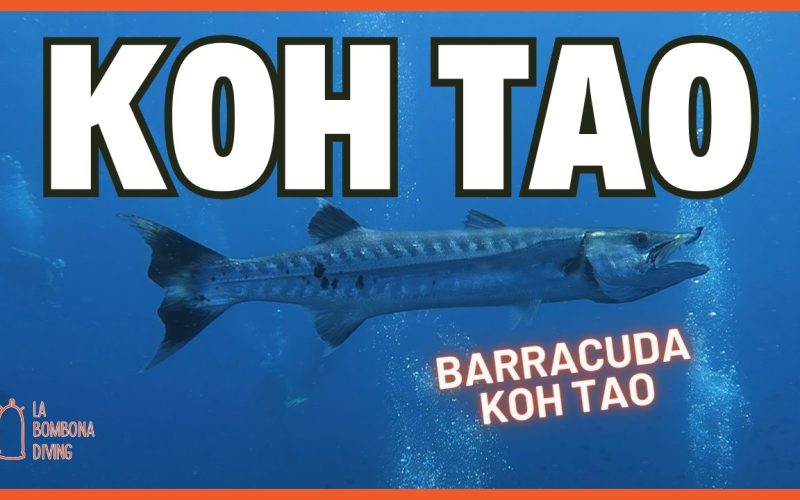 Miniatura de aguas abiertas (1)
