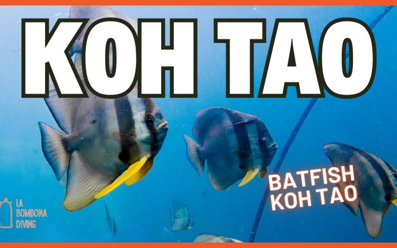 Open Water Thumbnail (1)