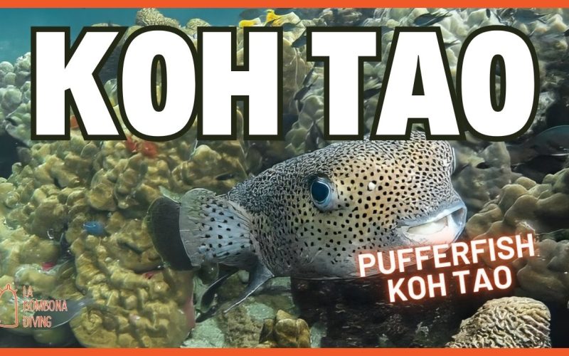 Open Water Thumbnail (1)