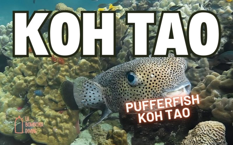 Pufferfish Koh Tao