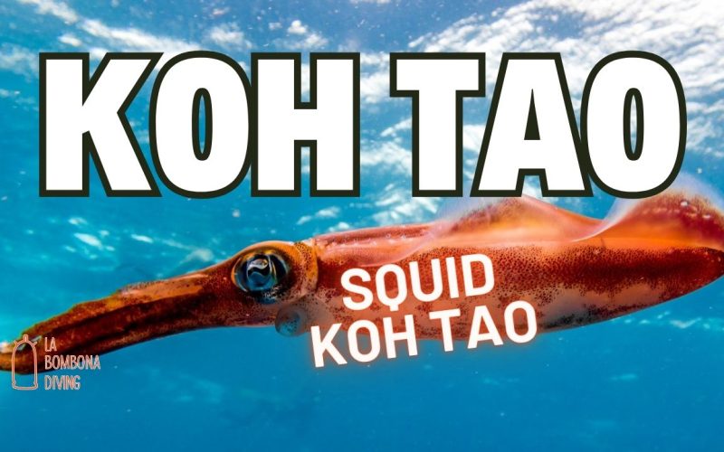 Squid Koh Tao