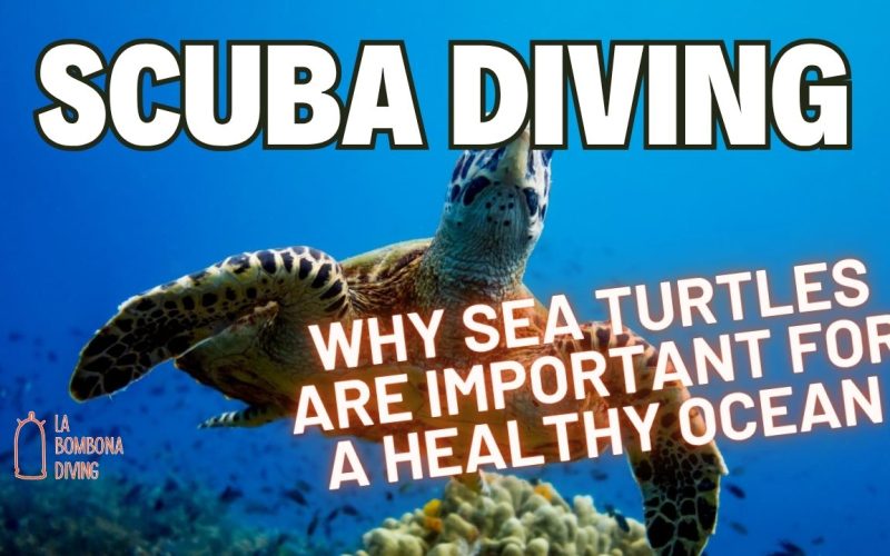 Why Sea Turtles Are Important For A Healthy Ocean