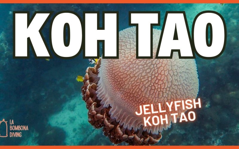 Open Water Thumbnail (2)