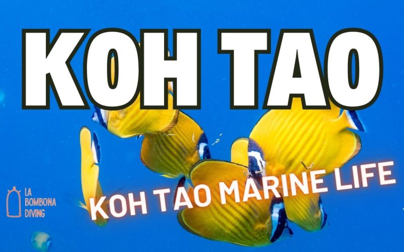Koh Tao Marine Life