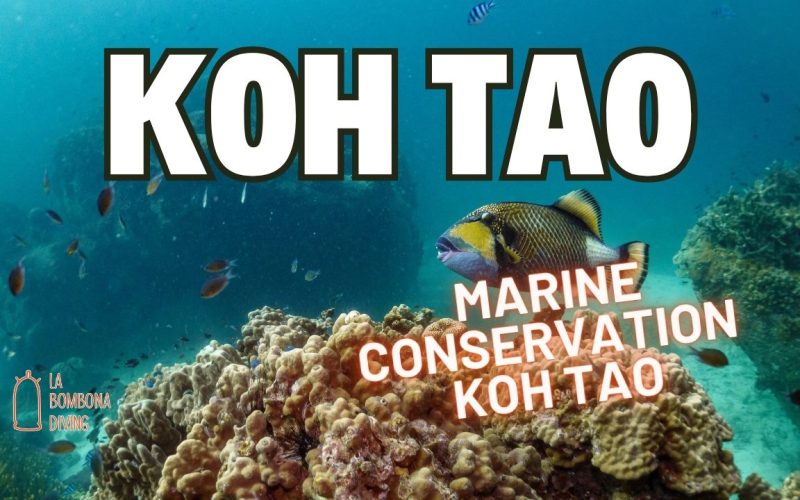 Marine Conservation Koh Tao