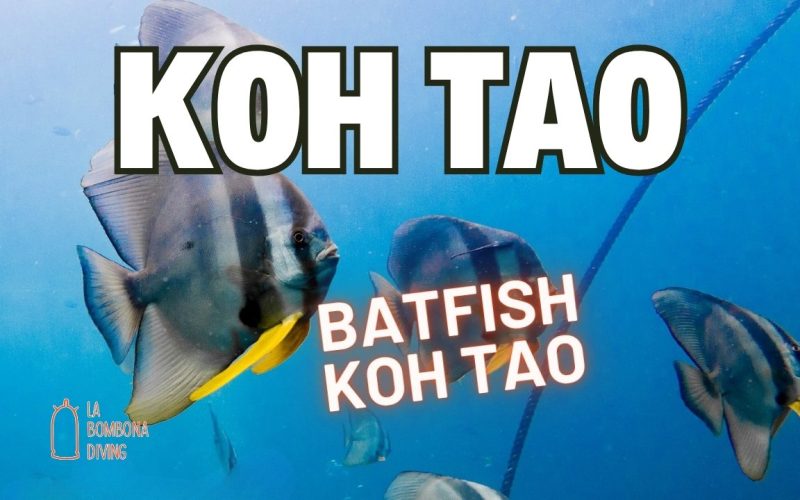 Batfish Koh Tao