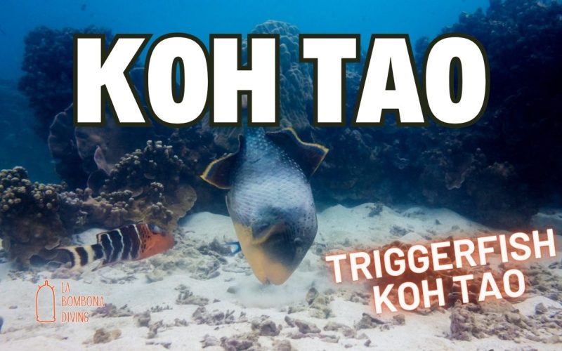 Pez ballesta Koh Tao
