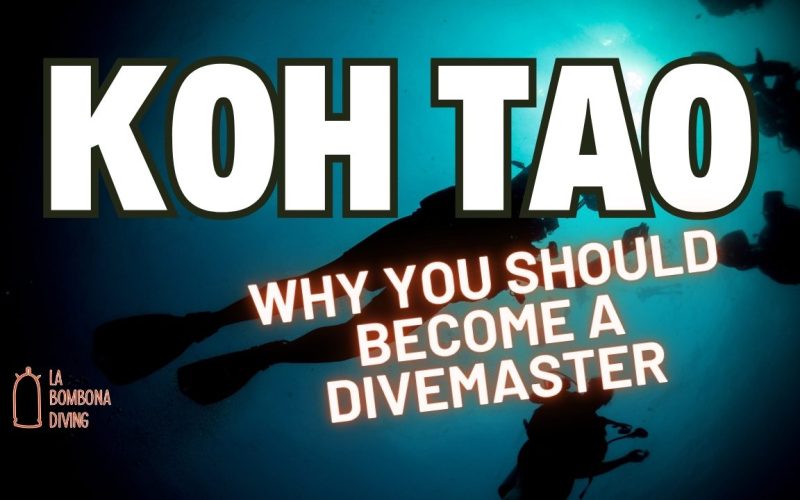 Why You Should Become A Divemaster
