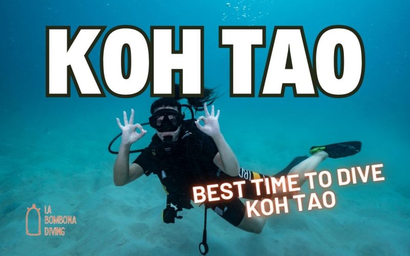 Best Time To Dive Koh Tao