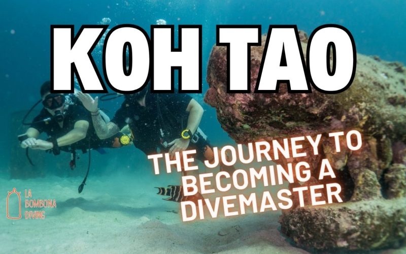 The Journey to Becoming a Divemaster: From Novice to Pro in Thailand’s Koh Tao Waters