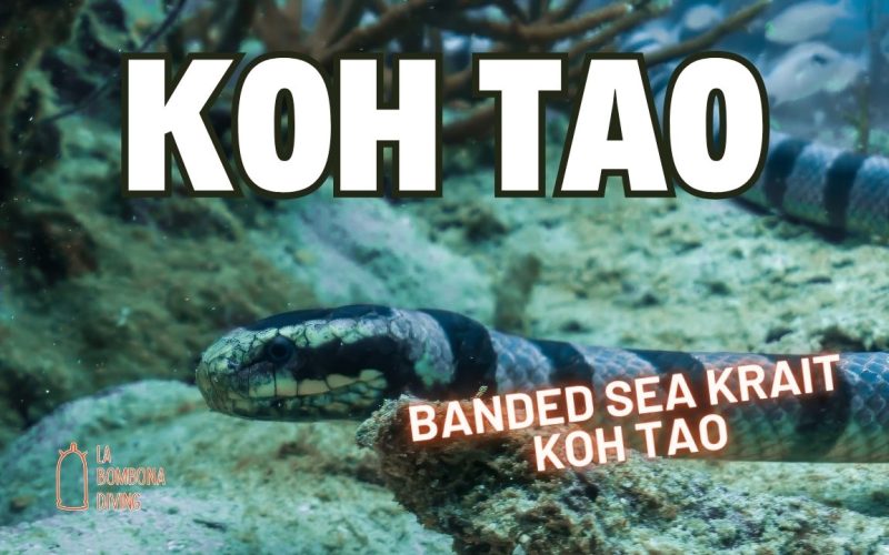 Banded Sea Krait Koh Tao